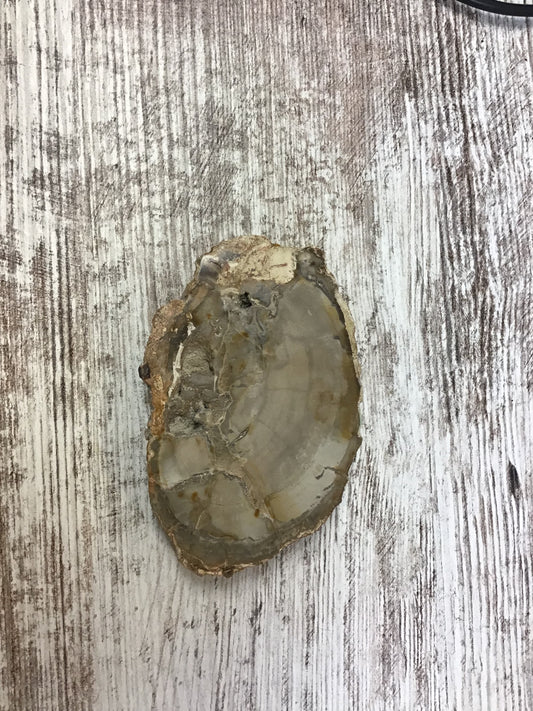 Petrified Wood